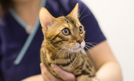 cat getting vaccination