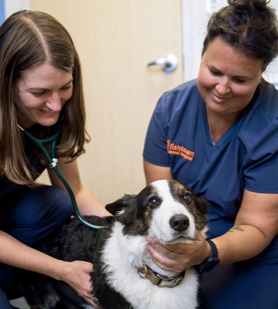 doctors examining dog