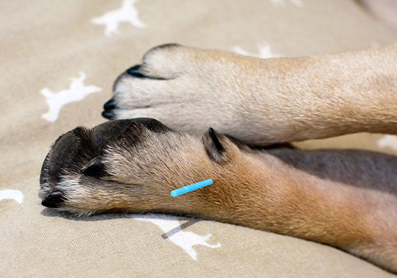 dog getting acupuncture treatment