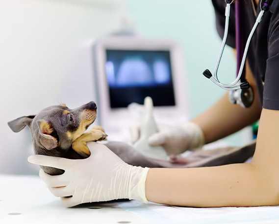 dog getting an ultrasound