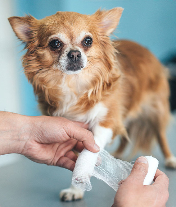 dog getting leg bandaged after x-ray