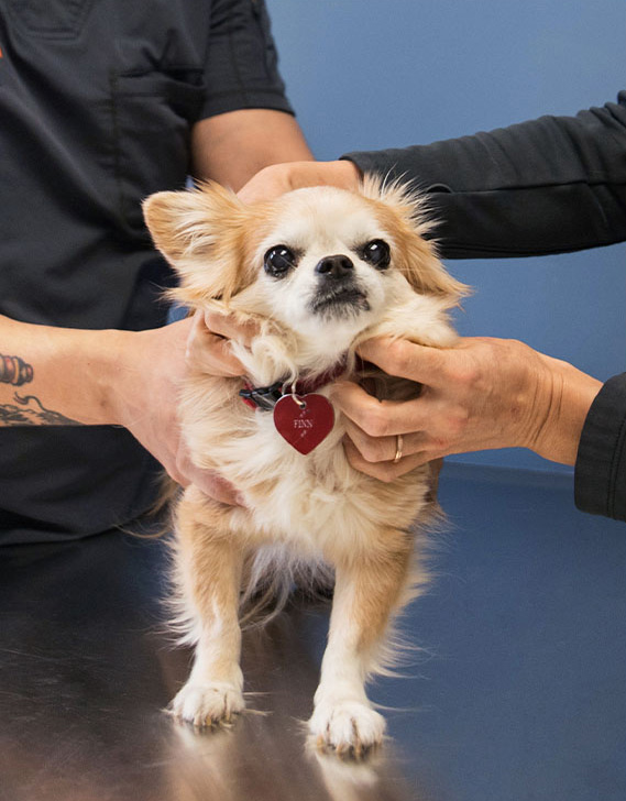 dog getting ready for surgery