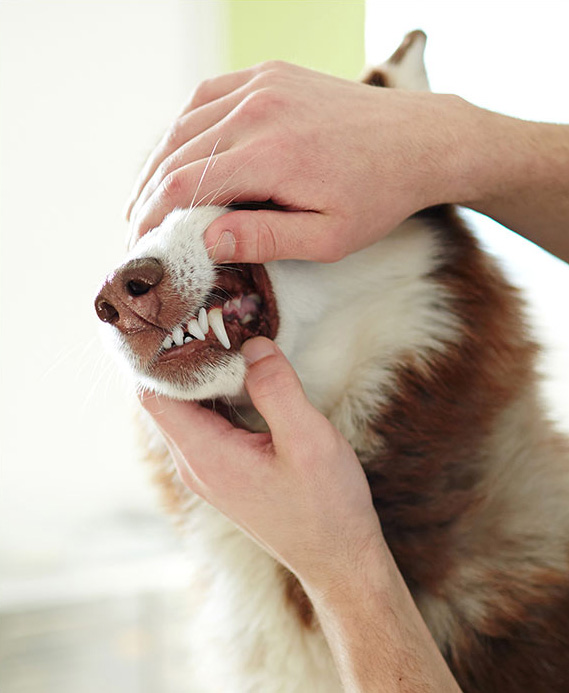 dog getting teeth checked