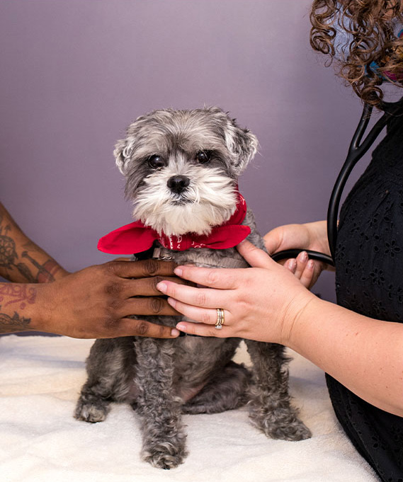 dog getting wellness exam