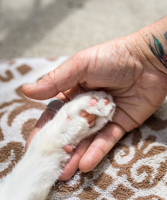 Dr Cohn holding paw