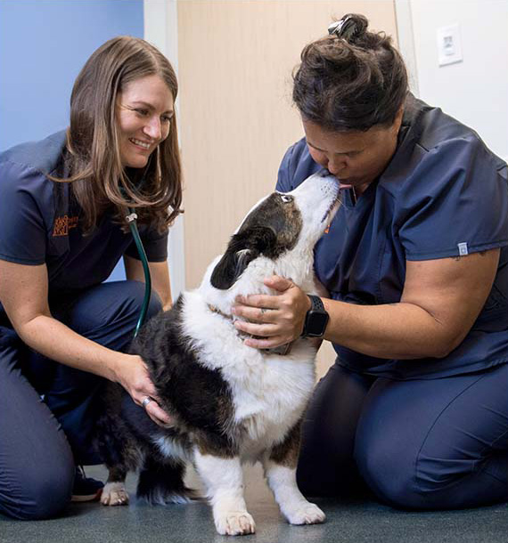 smiling vets receiving dog kisses