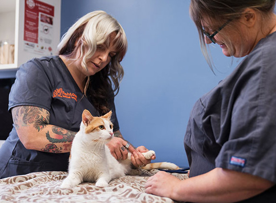 vets checking on cat