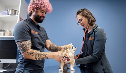 City Cat Vets  Philadelphia PA