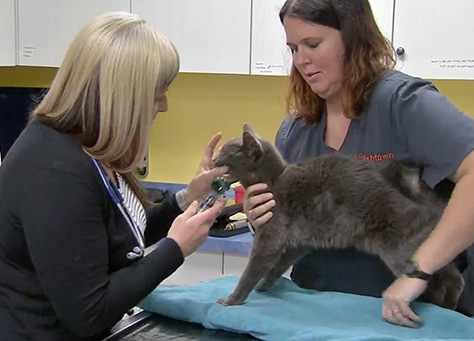 FOX 29 Philadelphia - Fishtown Animal Hospital adoption event
